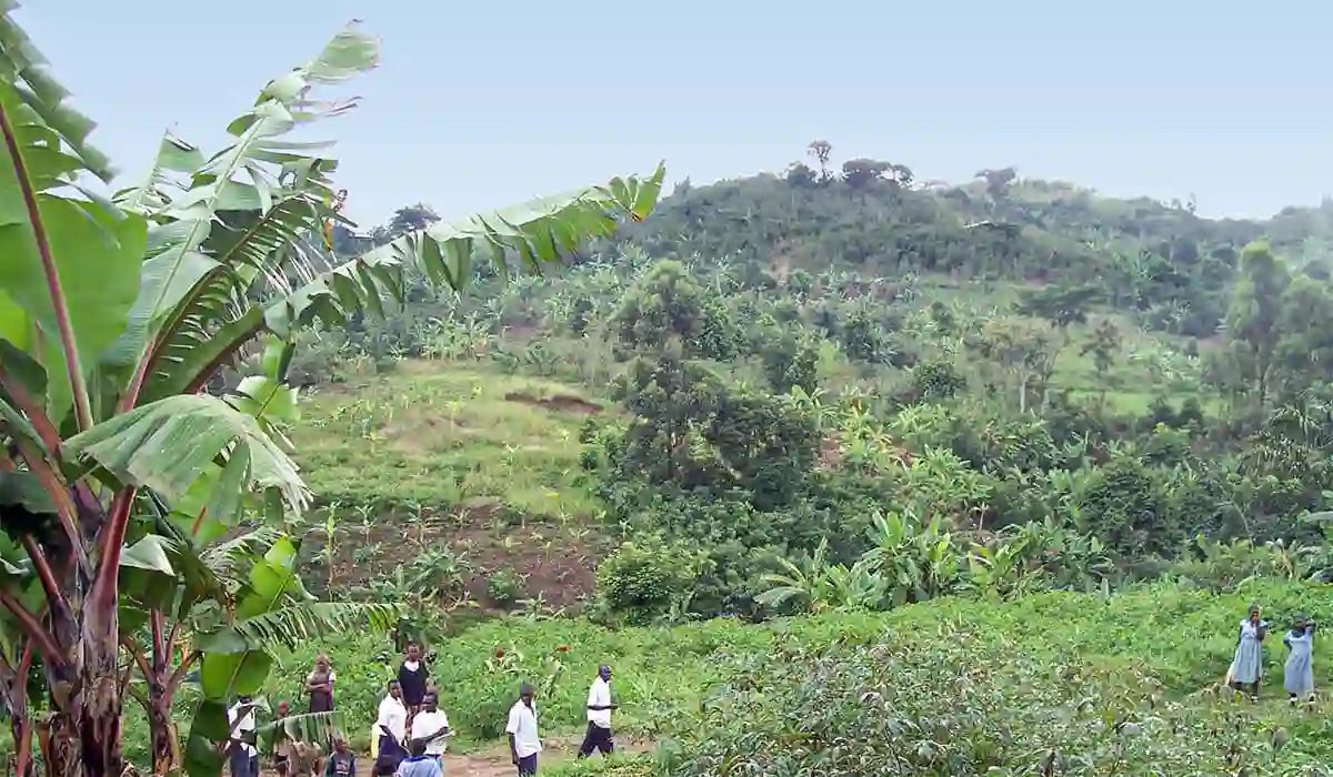 Ulei de avocado din Uganda :: Food from Light